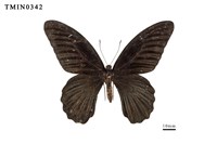 Papilio memnon heronus Collection Image, Figure 5, Total 6 Figures